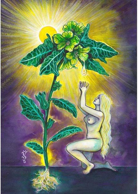 APOLLINARIS - Jessica Shaw