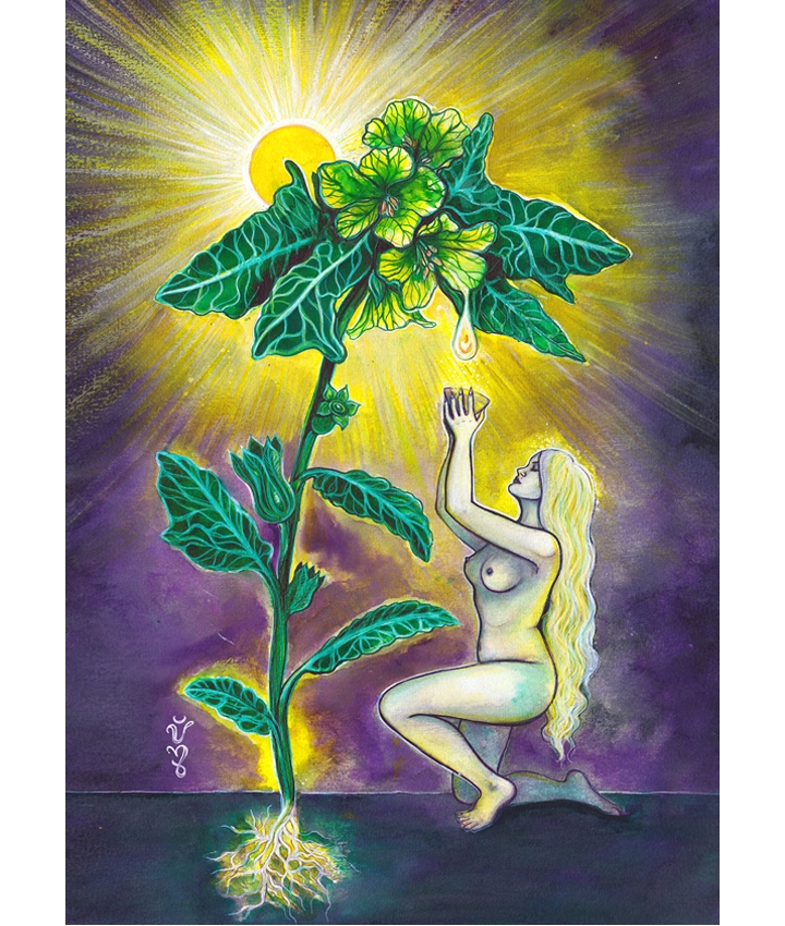 APOLLINARIS - Jessica Shaw APOLLINARIS - Jessica Shaw