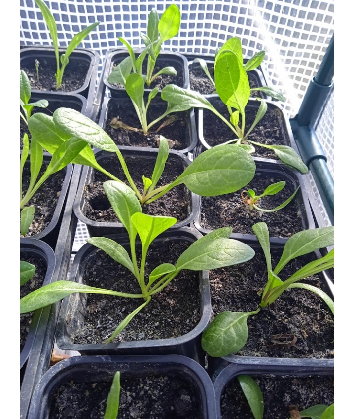 MANDRAKES - Full Grown Plants