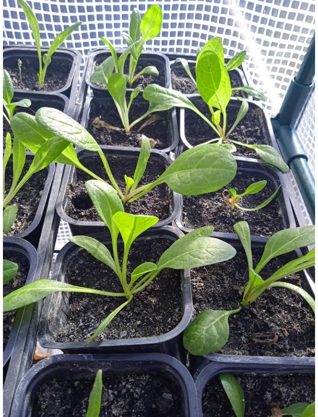 MANDRAKES - Full Grown Plants