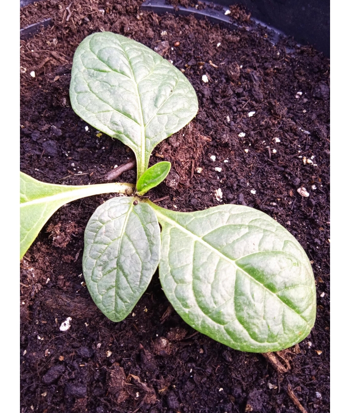 MANDRAGORES - Plantes