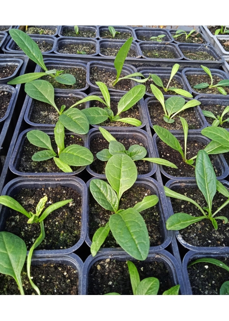 MANDRAKES - Full Grown Plants 2