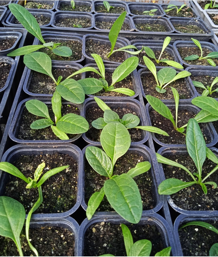 MANDRAGORES - Plantes