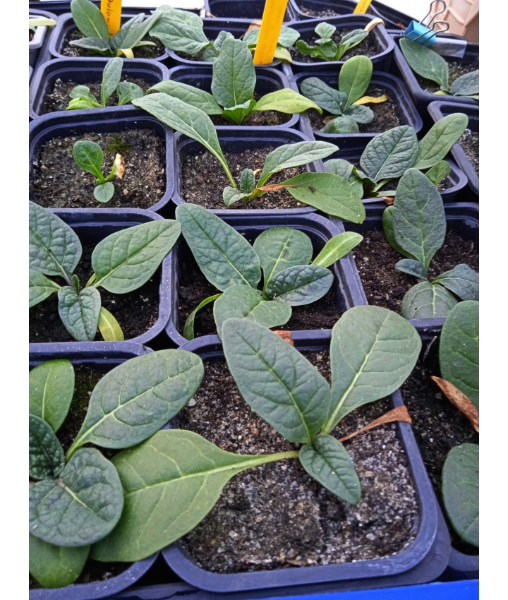 MANDRAGORES - Plantes