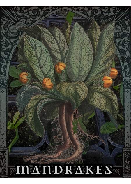 MANDRAKES - Full Grown Plants