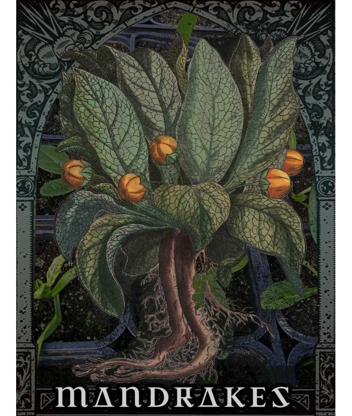 MANDRAGORES - Plantes