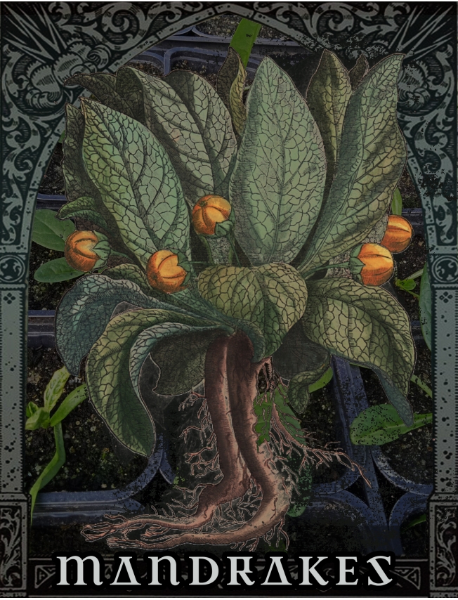 MANDRAKES - Full Grown Plants