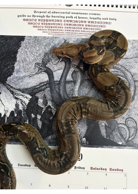 SERPENTS OF NECROSOPHIA  -...