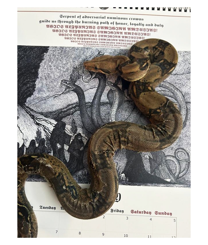 SERPENTS OF NECROSOPHIA  - Calendars... SERPENTS OF NECROSOPHIA  - Calendars...