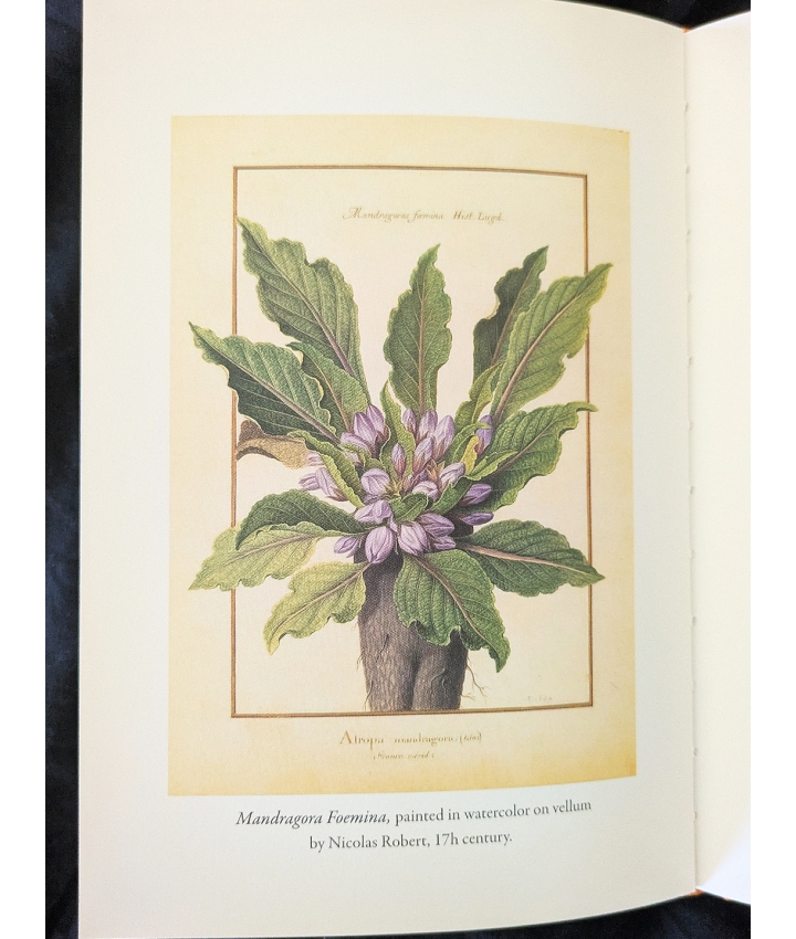 THE MYSTIC MANDRAKE - C.J.S. Thompson - 2