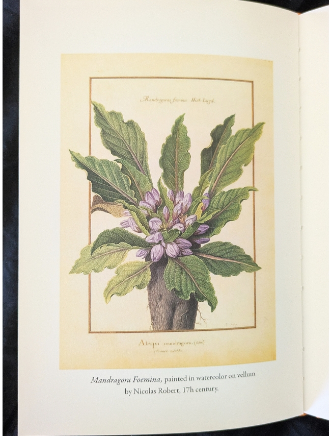 THE MYSTIC MANDRAKE - C.J.S. Thompson - 2