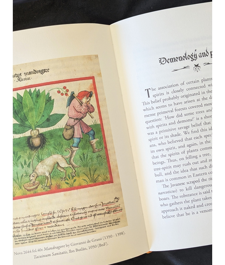 THE MYSTIC MANDRAKE - C.J.S. Thompson - 4