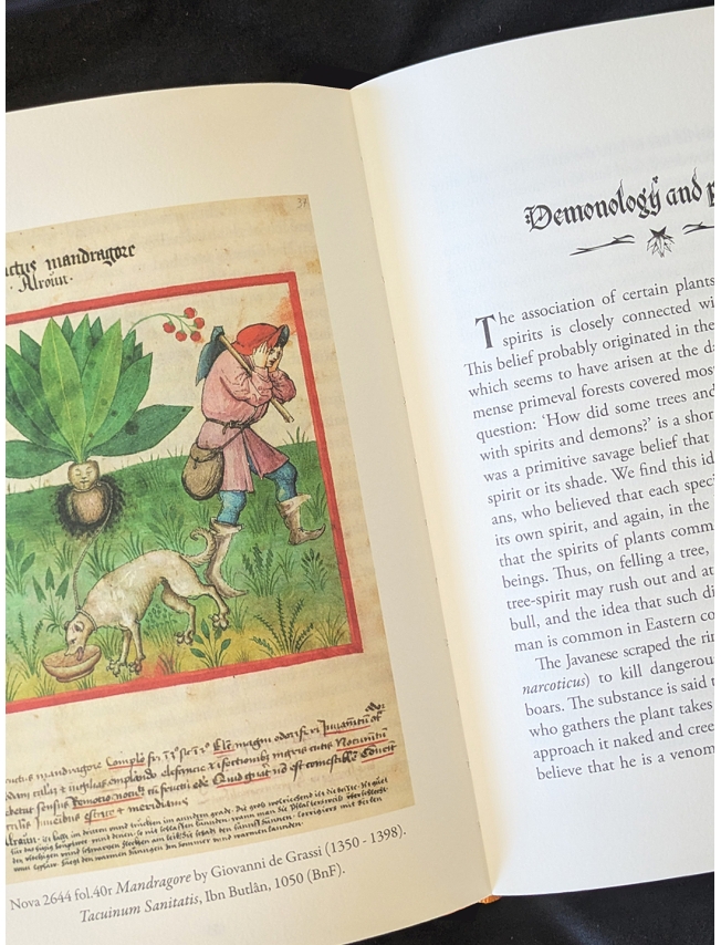 THE MYSTIC MANDRAKE - C.J.S. Thompson - 4